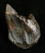 Inch Triceratops Tooth - Little Wear #5713-2